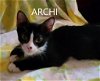 adoptable Cat in  named Archi
