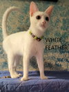 White Feather - Photo 1