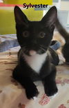 adoptable Cat in  named Sylvester