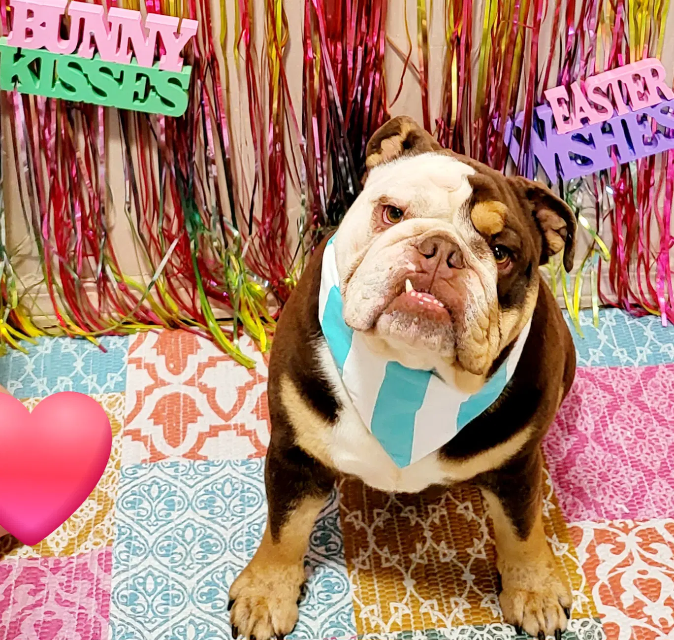 Bo - English Bulldog