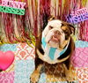 adoptable Dog in sherman oaks, CA named BO