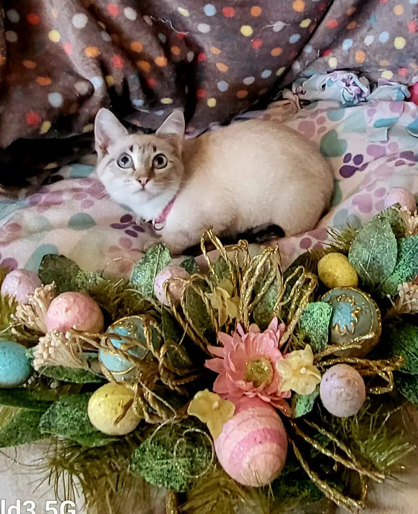 Elsa - Siamese