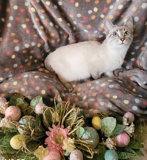 picture of the cat needing adoption