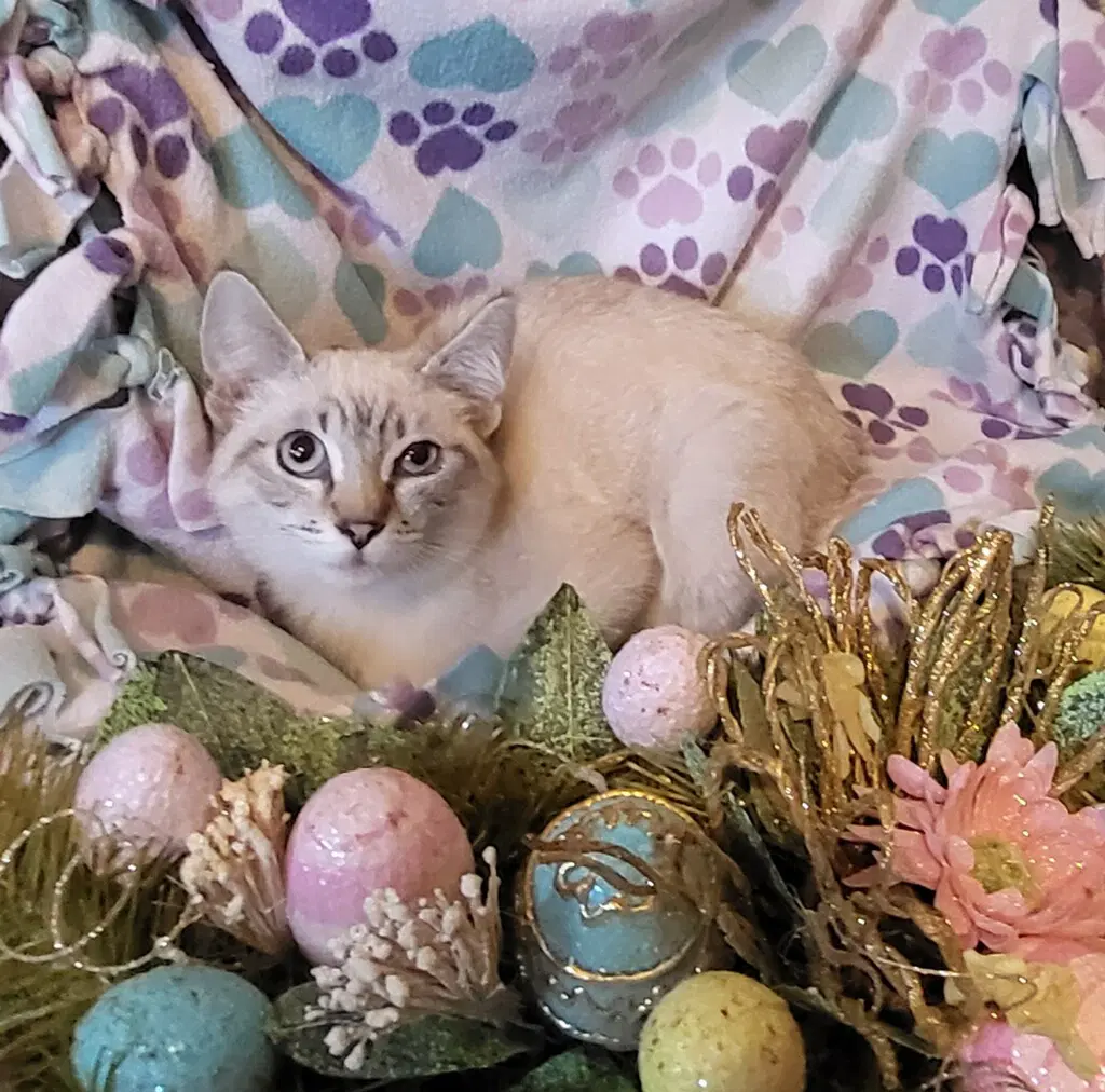 Bamboo - Siamese