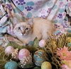 adoptable Cat in sherman oaks, CA named Bamboo