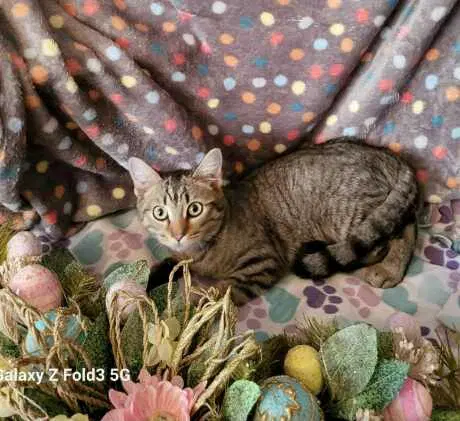Maya - Tabby
