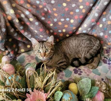 picture of the cat needing adoption