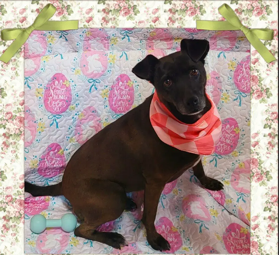 Sofi - Chihuahua
