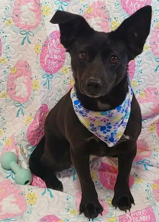 Piper - Chihuahua