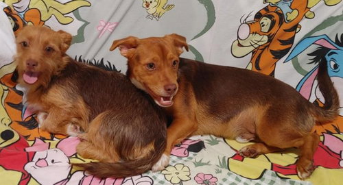 NALA NEEDS TO GO WITH CIMBA - Chihuahua / Terrier available for adoption