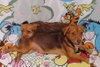 Nala Needs to go with Cimba - Photo 3