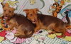 Nala Needs to go with Cimba - Photo 6