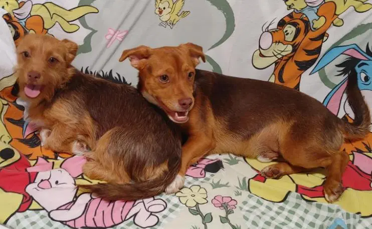 Cimba Needs To Go With Nala image 3