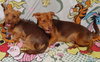 Cimba needs to go with Nala - Photo 3