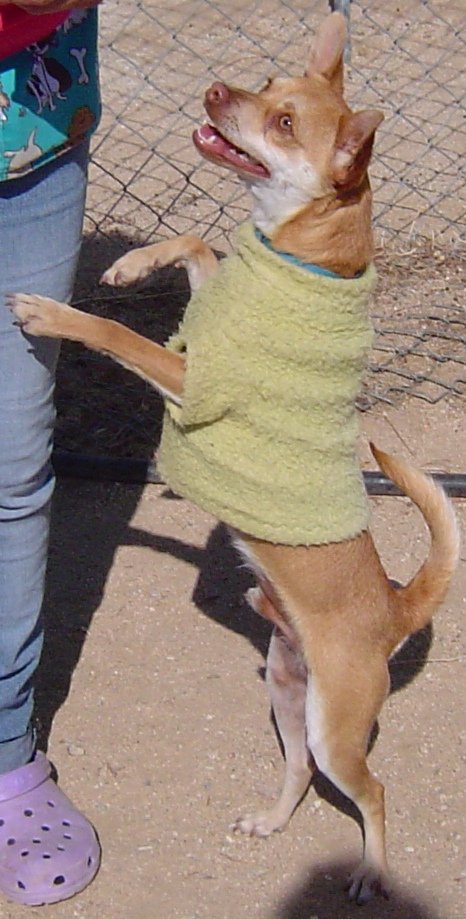 adoptable Dog in Sherman Oaks, CA named Lucky