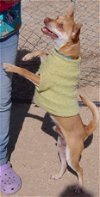 adoptable Dog in sherman oaks, CA named Lucky