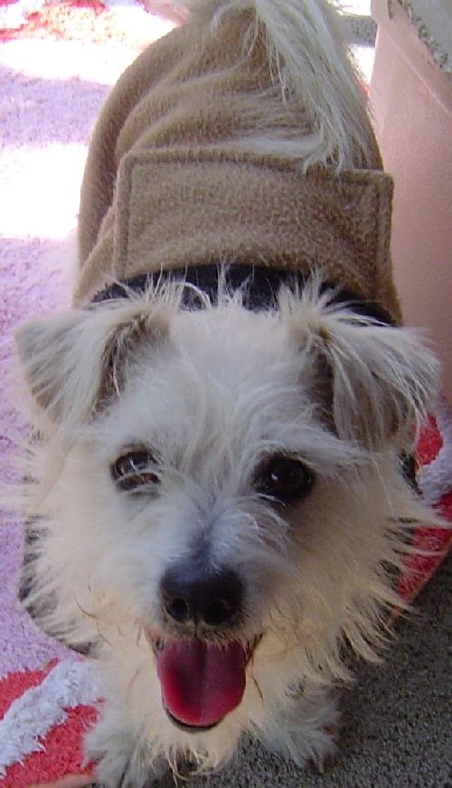 adoptable Dog in Sherman Oaks, CA named Caspar