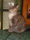 adoptable Cat in sherman oaks, CA named Ginger