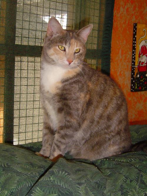 Ginger, Adult Domestic Short Hair (short coat), cat for adoption in Brea, California