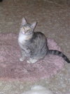 Ginger - Photo 2