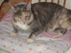 Ginger - Photo 4