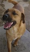 adoptable Dog in  named Paco II