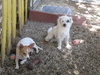Samantha - must go with Dylan - Photo 4