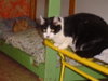 Roxie - Photo 2
