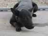 adoptable Dog in Sherman Oaks, CA named Nuri