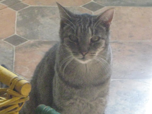 Tigger, Senior Domestic Short Hair (short coat), cat for adoption in Brea, California