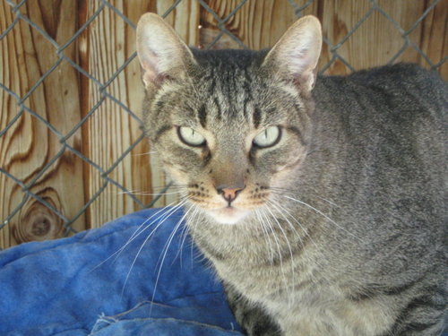 TIGGER - Domestic Short Hair available for adoption