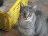 Tigger - Photo 6