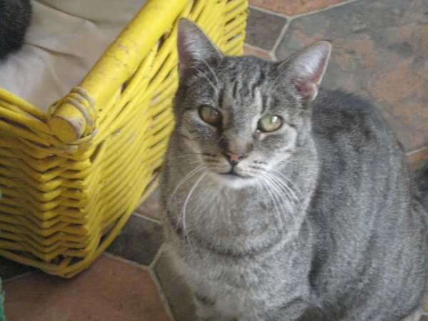 Tigger