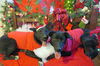 adoptable Dog in Sherman Oaks, CA named Simone