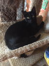 adoptable Cat in  named Solomon