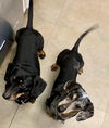 Dazi Mae & Lola