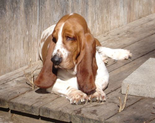 Beau Basset