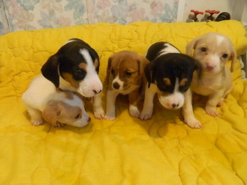 Shima's Puppies