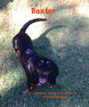 Baxter