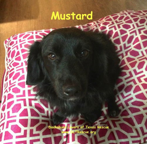 Mustard