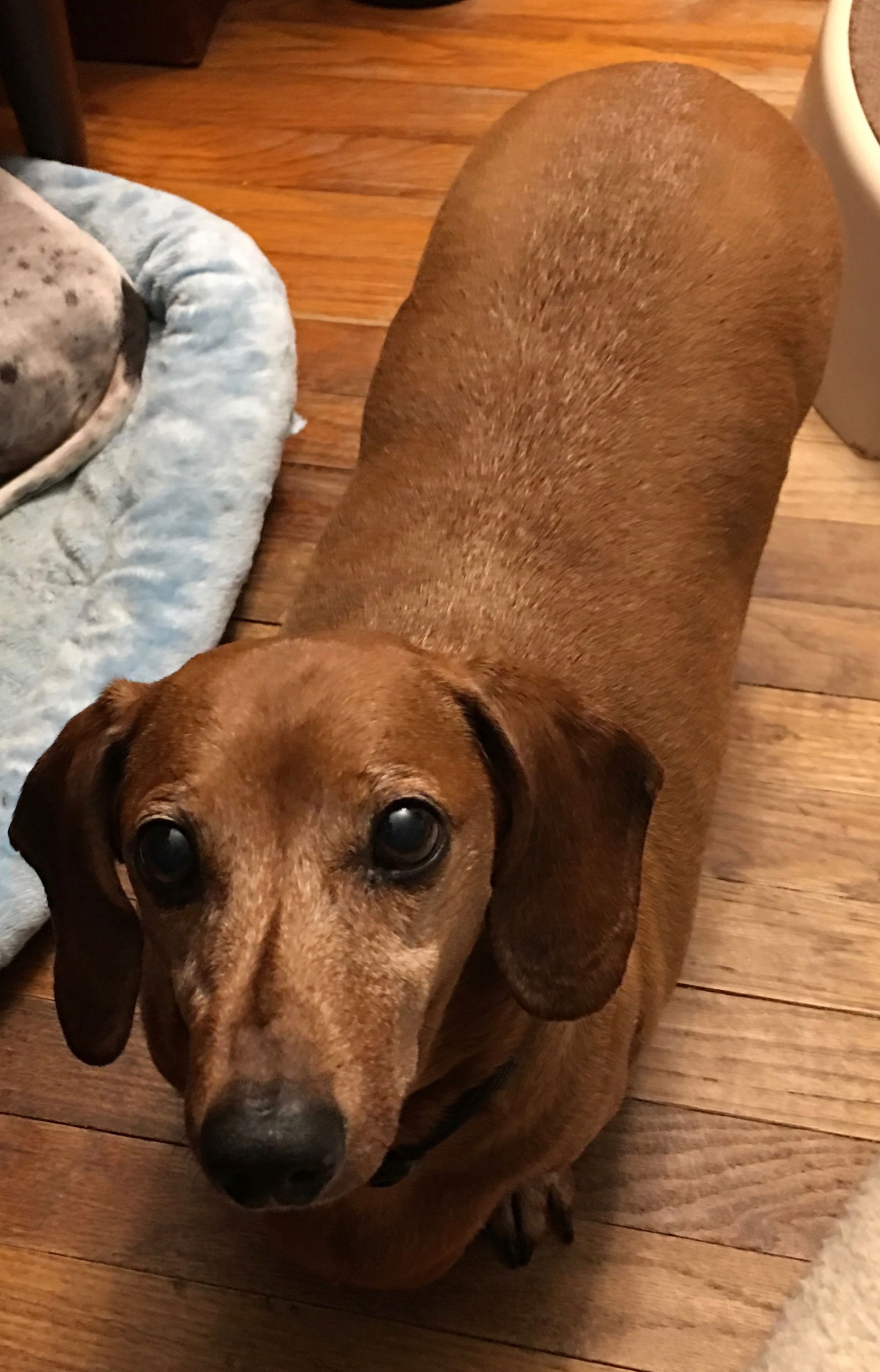 Big best sale bad doxies