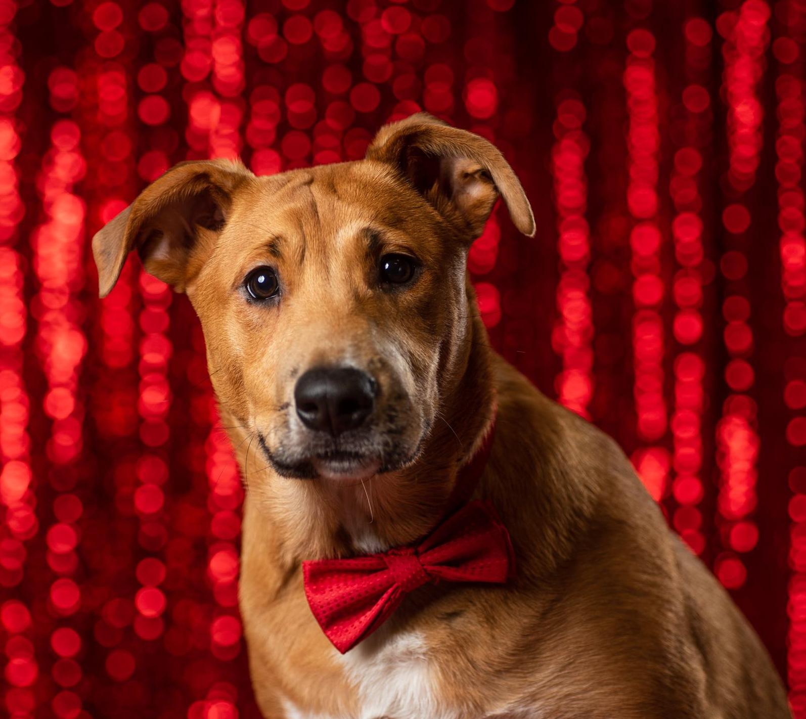 adoptable Dog in Redmond, WA named RYAN REYNOLDS- NEEDS SPONSORS!