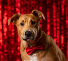 adoptable Dog in  named RYAN REYNOLDS- NEEDS SPONSORS!