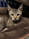 adoptable Cat in redmond, wa, WA named Joey King