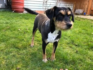 adoptable Dog in Redmond, WA named MAY BOATWRIGHT - adopted