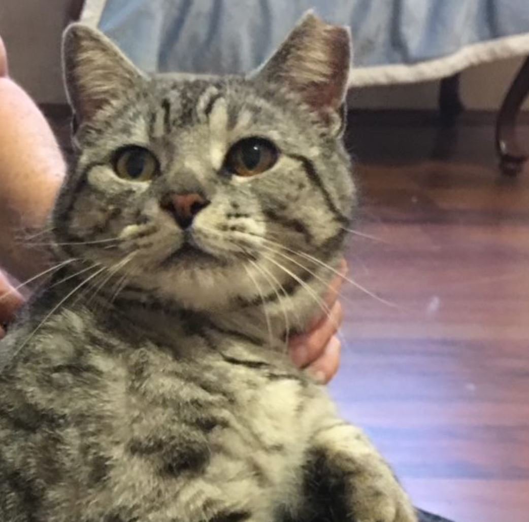 adoptable Cat in Redmond, WA named Darius Kincaid