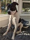 adoptable Dog in redmond, wa, WA named LAMBERT OF KAER MORHEN
