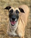 adoptable Dog in redmond, wa, WA named LADY BUNNY