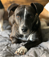 adoptable Dog in redmond, wa, WA named JANE CHALLIS