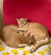 adoptable Cat in redmond, wa, WA named Houses in Motion and Listening Wind